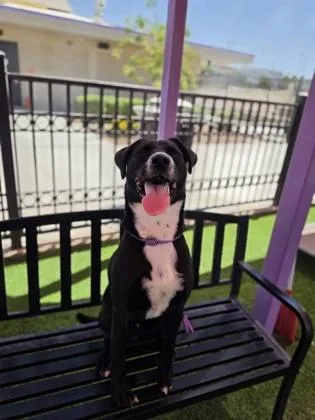An adult large-sized male Pit Bull Terrier dog named Dimitri for adoption in El Paso, TX