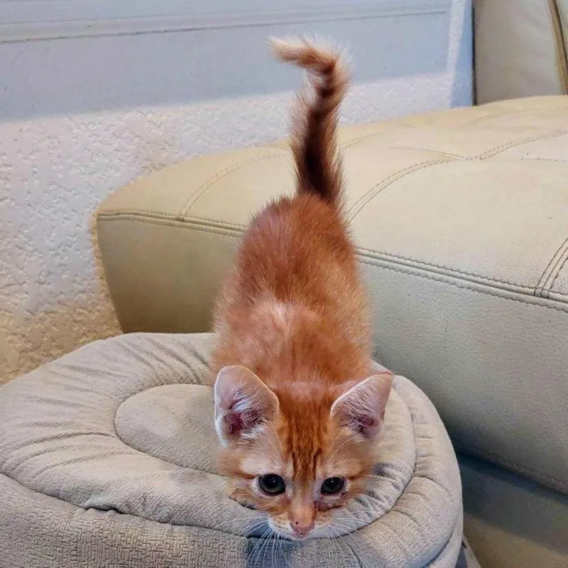A baby small-sized female Orange / Red American Shorthair cat named Where In The World for adoption in Boerne, TX