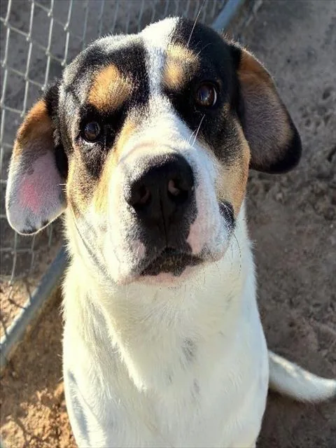 An adult medium-sized male Australian Cattle Dog / Blue Heeler dog named Marcel for adoption in Colorado Springs, CO