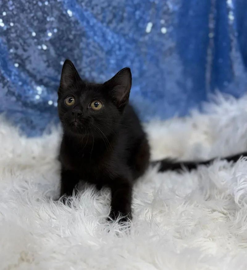 A young medium-sized male Black Domestic Short Hair cat named Luther for adoption in Clarkesville, GA