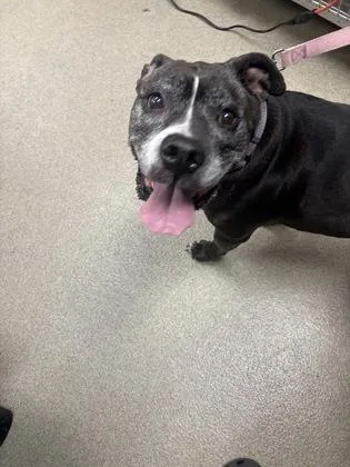 A senior large-sized female Boxer dog named Laila for adoption in Palm Coast, FL