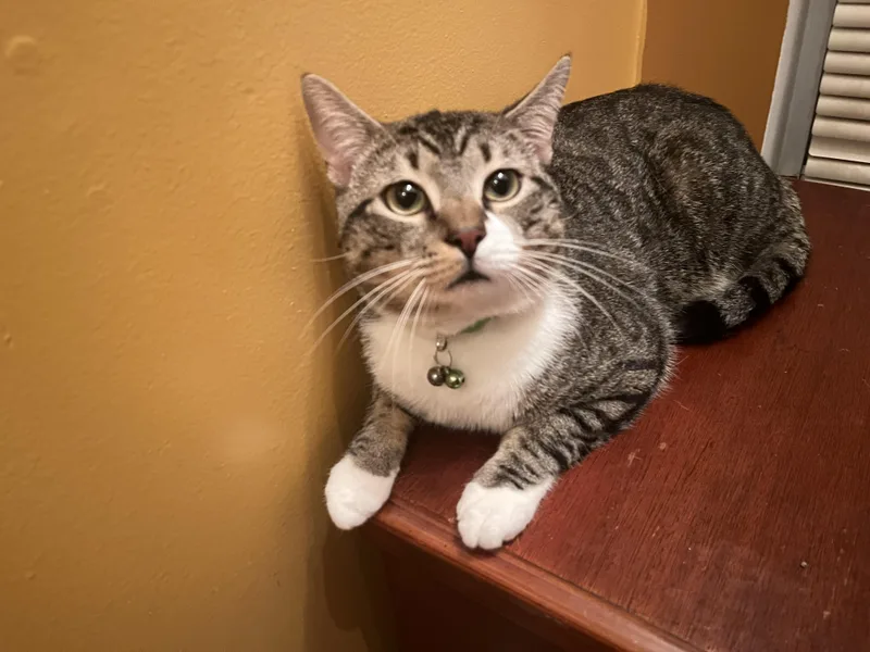 An adult medium-sized male Tabby (Brown / Chocolate) Domestic Short Hair cat named Murphy for adoption in Bayonne, NJ