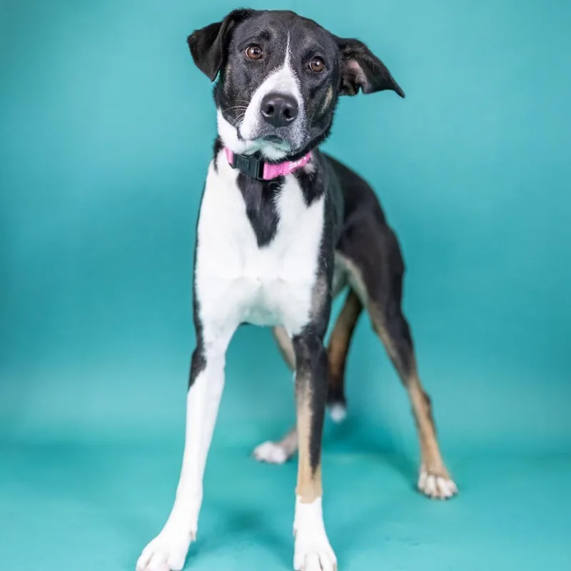 An adult medium-sized female Black Mixed Breed dog named Katie for adoption in Portland, OR