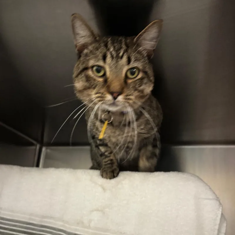 An adult small-sized male Brown / Chocolate Domestic Short Hair cat named Big Benny for adoption in Springfield, MA