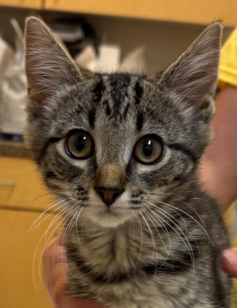 A baby small-sized female Domestic Short Hair cat named Cleo for adoption in Elizabethton, TN