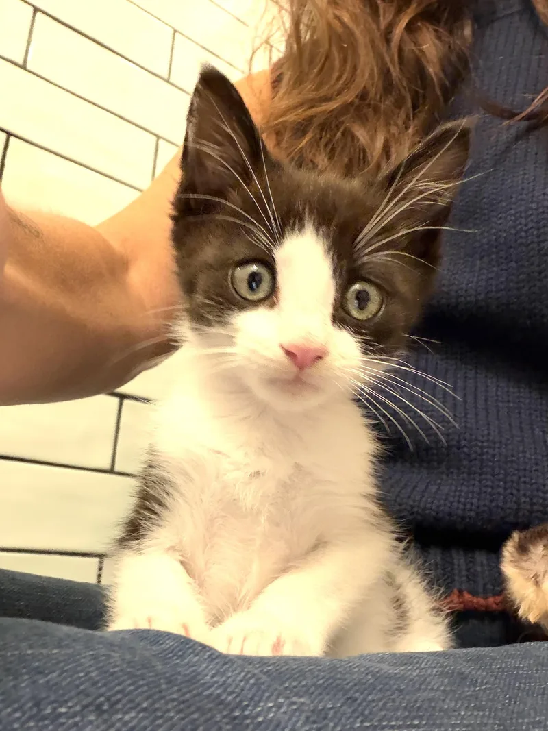 A baby medium-sized male Black & White / Tuxedo Domestic Short Hair cat named Stewart Little for adoption in Hoboken, NJ