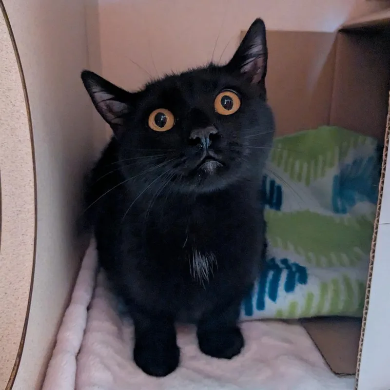 A young medium-sized female Black Domestic Short Hair cat named Peanut Butter Pie for adoption in Providence, RI