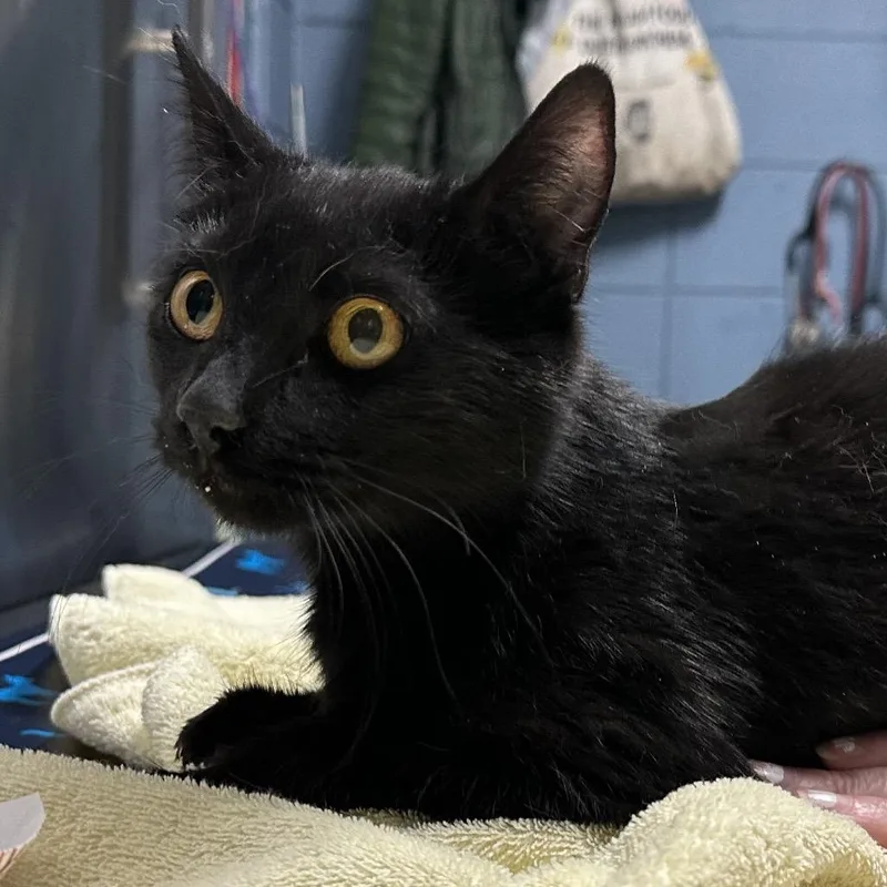 Peanut Butter Pie thumbnail 2