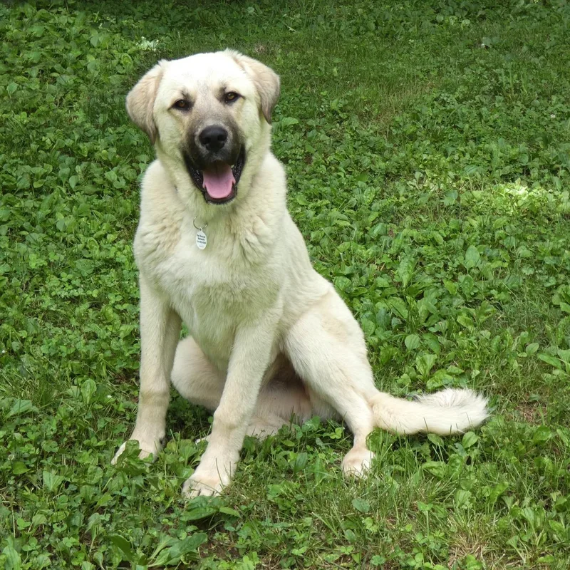 A baby extra large-sized male White / Cream Anatolian Shepherd dog named Buz for adoption in High Ridge, MO