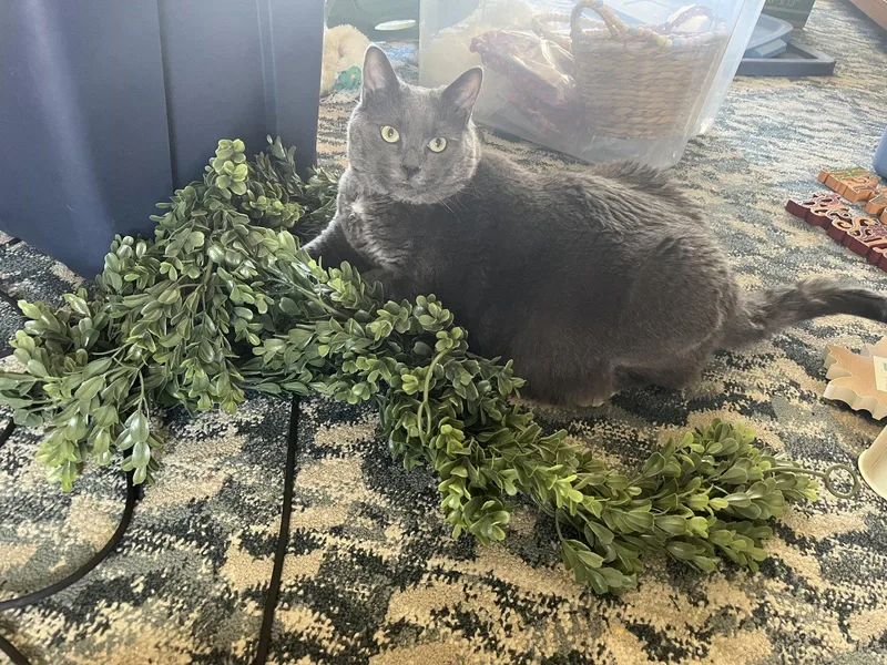 An adult medium-sized male Gray / Blue / Silver Domestic Short Hair cat named Benny for adoption in East Derry, NH
