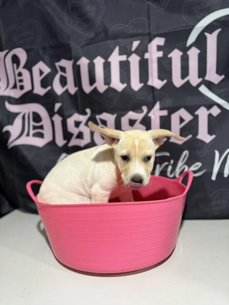 A baby medium-sized female Mixed Breed dog named Pie for adoption in Grand Rapids, MI