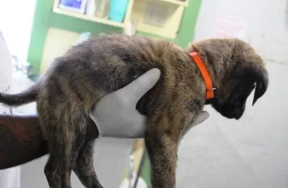 A baby large-sized male German Shepherd Dog dog named Bigfoot for adoption in Picayune, MS