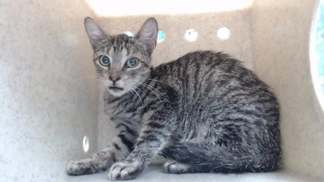 A young medium-sized female Domestic Short Hair cat named Talia for adoption in Downey, CA