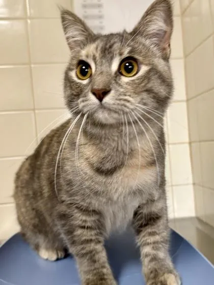 An adult large-sized female Domestic Short Hair cat named Honeysuckle for adoption in San Antonio, TX