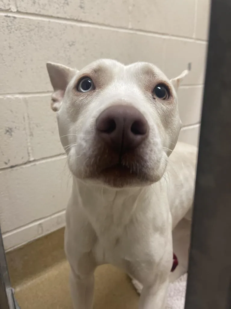 An adult large-sized female Mixed Breed dog named Martha for adoption in Grand Forks, ND