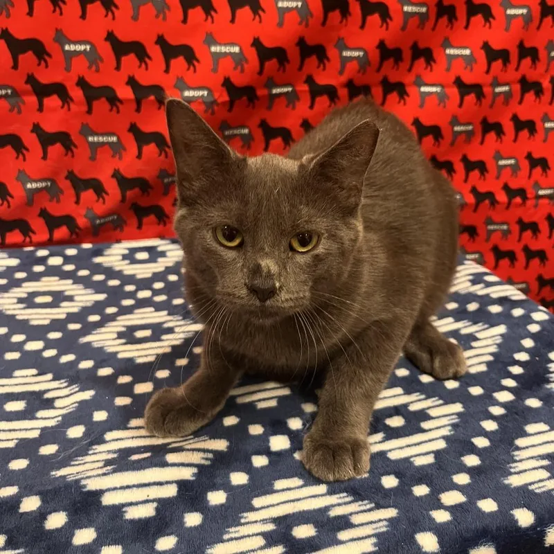A young medium-sized male Gray / Blue / Silver Domestic Short Hair cat named Rambo for adoption in Washburn, MO
