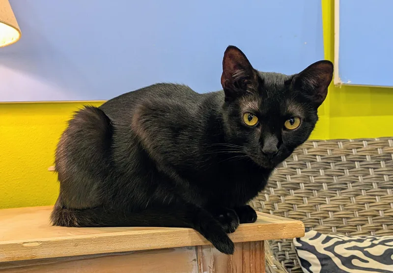 A young medium-sized female Black Domestic Short Hair cat named Flow for adoption in Flint, TX