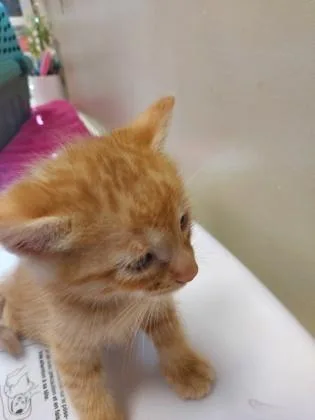 A baby small-sized male Domestic Short Hair cat named Norbert for adoption in Fishers, IN