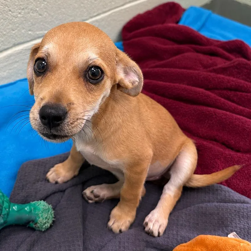 A baby small-sized female Mixed Breed dog named Sarah for adoption in West Palm Beach, FL