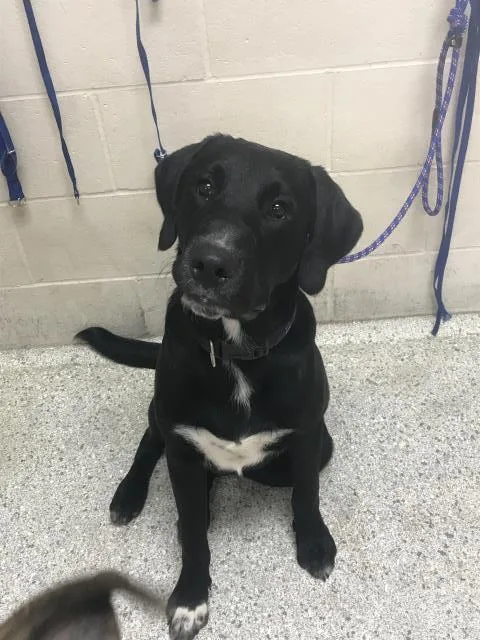 A young medium-sized male Labrador Retriever dog named Regal for adoption in Conroe, TX