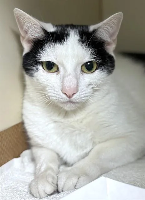 A young medium-sized female Domestic Short Hair cat named Polka Dot for adoption in Dedham, MA