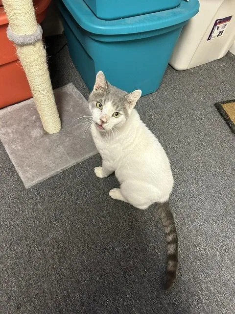 An adult extra large-sized male Gray & White Domestic Short Hair cat named Steelie Dan for adoption in Trenton, NJ