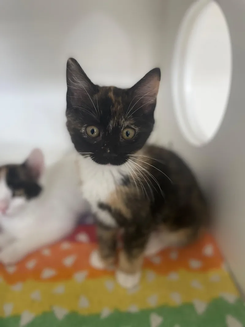 A baby medium-sized female Torbie Domestic Short Hair cat named Firework for adoption in Neillsville, WI