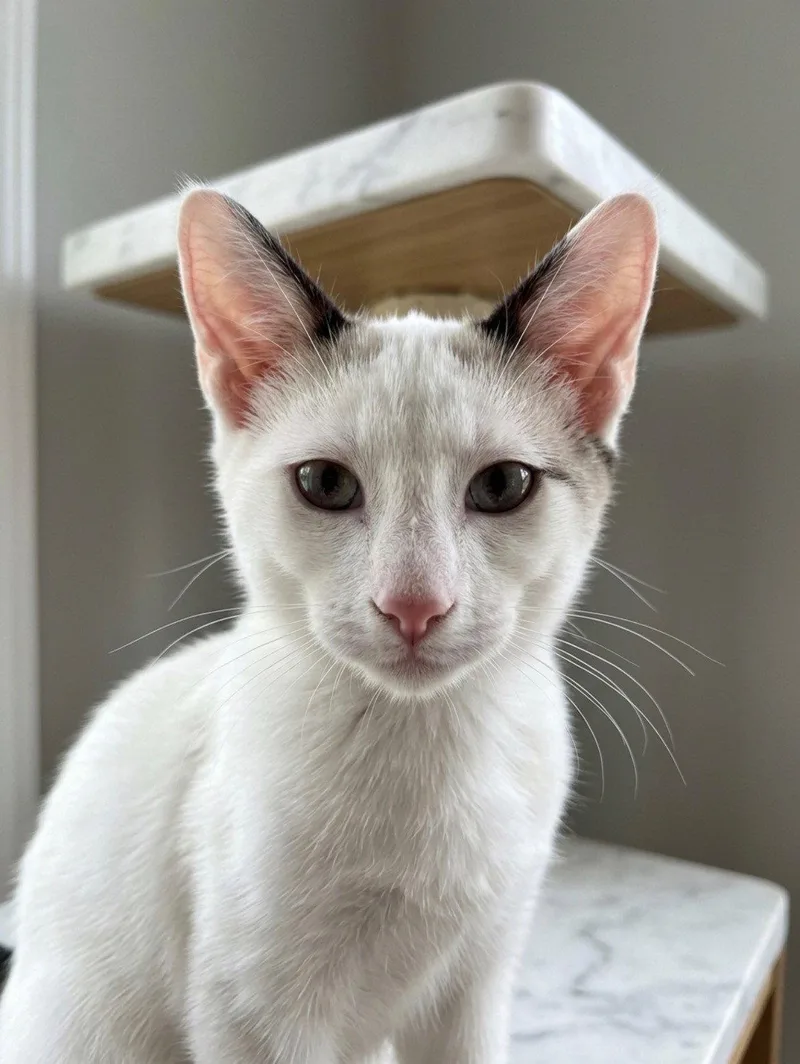 A young medium-sized male Domestic Short Hair cat named Dusty for adoption in Fayetteville, GA
