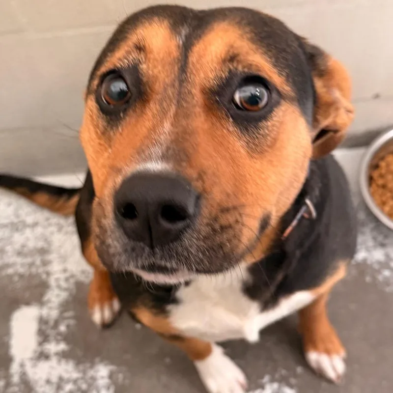 Polly Pocket thumbnail 3