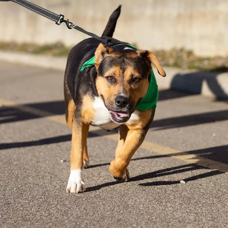 Polly Pocket thumbnail 4