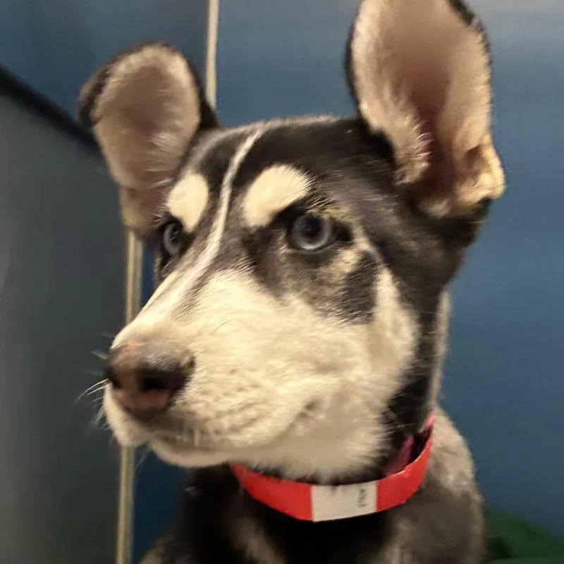 A baby small-sized female Black Siberian Husky dog named Miranda Lambert for adoption in Yuma, AZ