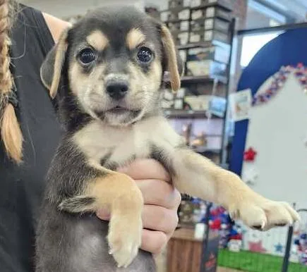 A baby small-sized female Brown / Chocolate Terrier dog named Bonnie for adoption in Troy, AL