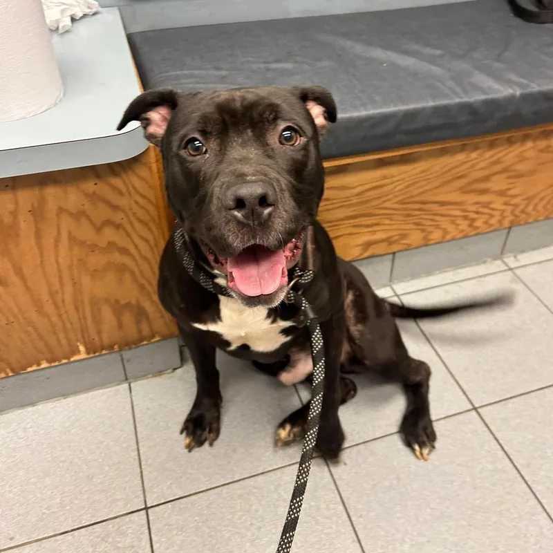 A young medium-sized male Black Pit Bull Terrier dog named Roman for adoption in Buffalo, NY