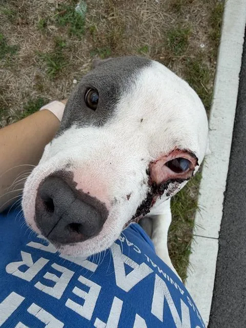 A young large-sized female Pit Bull Terrier dog named Claire for adoption in Indianapolis, IN