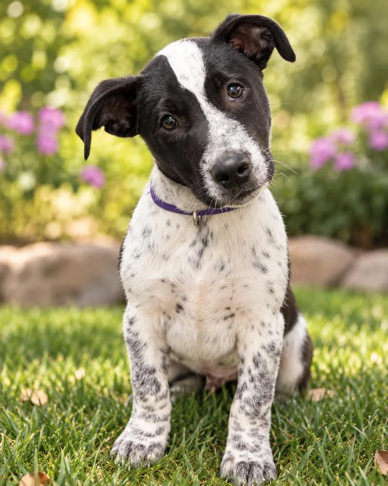 A baby medium-sized male Tricolor (Brown, Black, & White) Australian Cattle Dog / Blue Heeler dog named Oreo for adoption in Wilton, CA