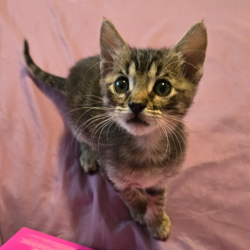 A baby small-sized male Brown / Chocolate Domestic Short Hair cat named Max for adoption in Calimesa, CA