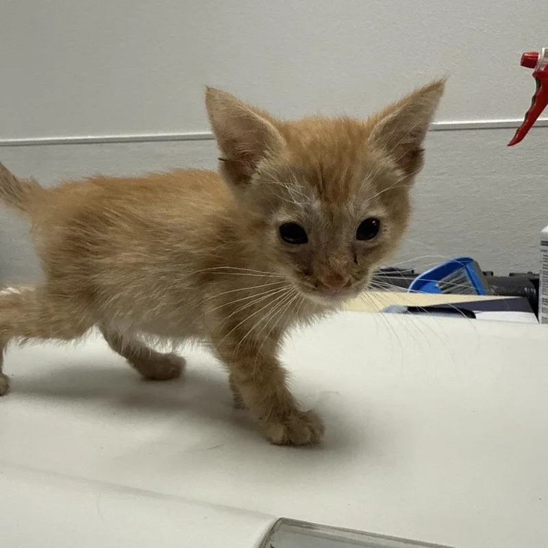 A baby small-sized male Orange / Red Domestic Medium Hair cat named Peanut for adoption in Henderson, NV