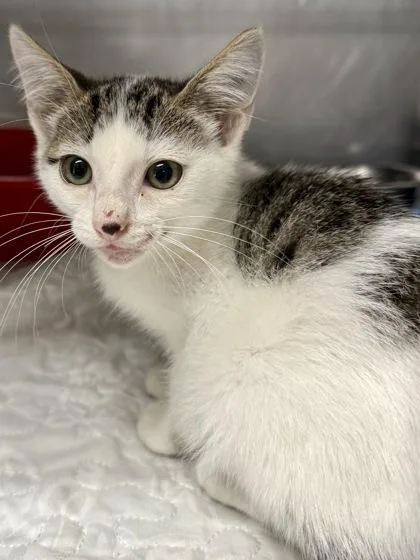 A baby small-sized male Domestic Short Hair cat named Pride for adoption in San Antonio, TX