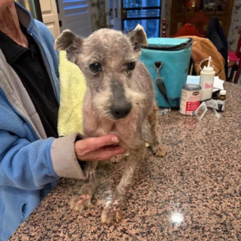 A senior small-sized male Gray / Blue / Silver Miniature Schnauzer dog named Poppy for adoption in Alexandria, VA