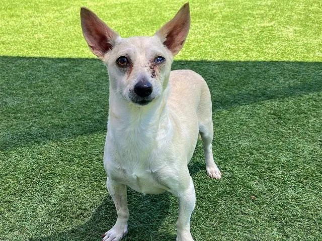 A young large-sized female Chihuahua dog named Bree for adoption in Tustin, CA