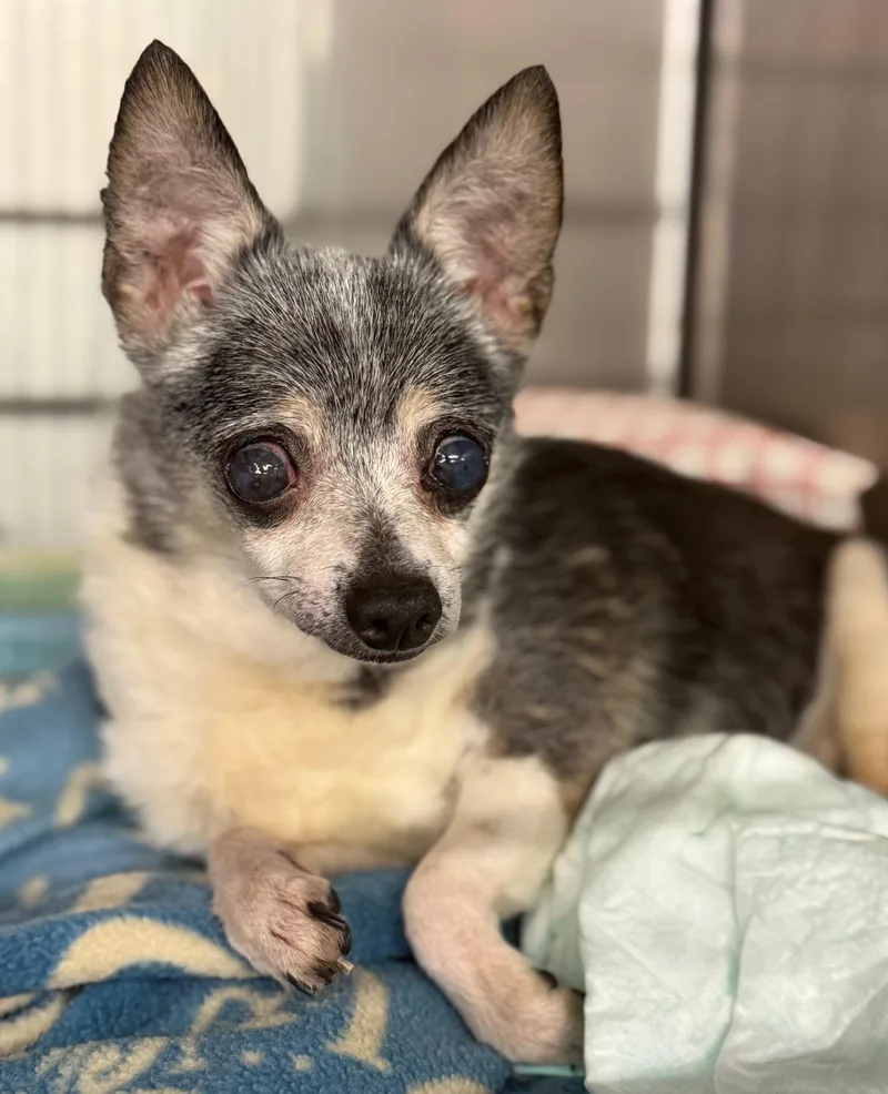 A senior small-sized female Black Chihuahua dog named Sammy for adoption in Boca Raton, FL