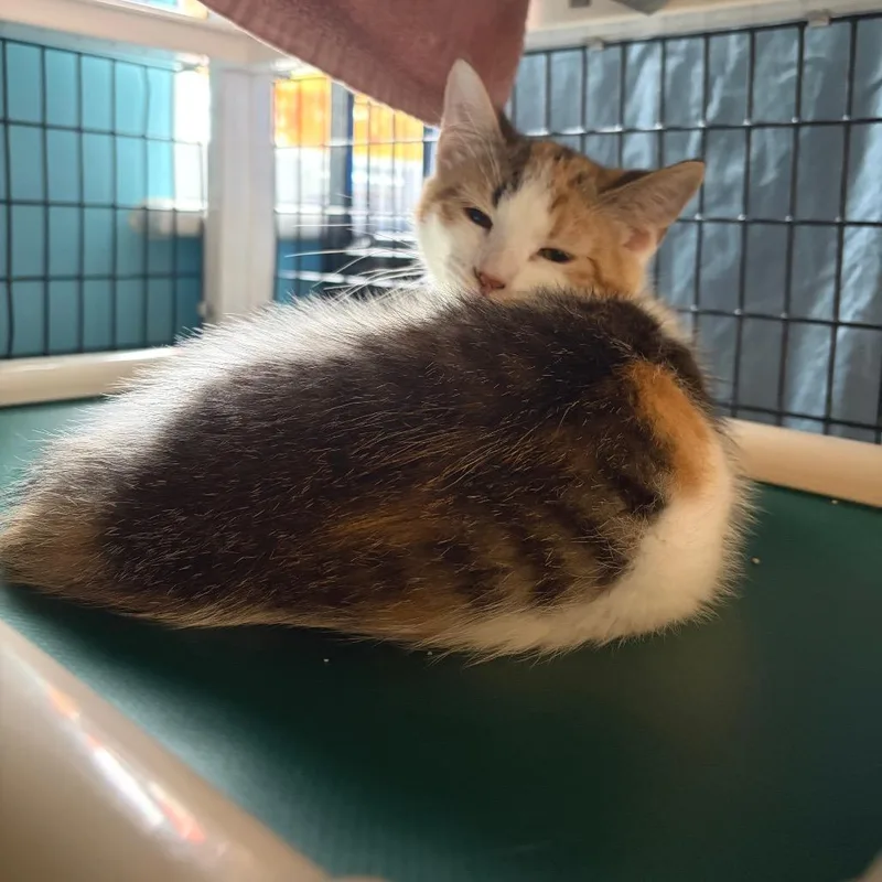 A baby small-sized female Calico Domestic Short Hair cat named RuPaul for adoption in Morrisville, VT