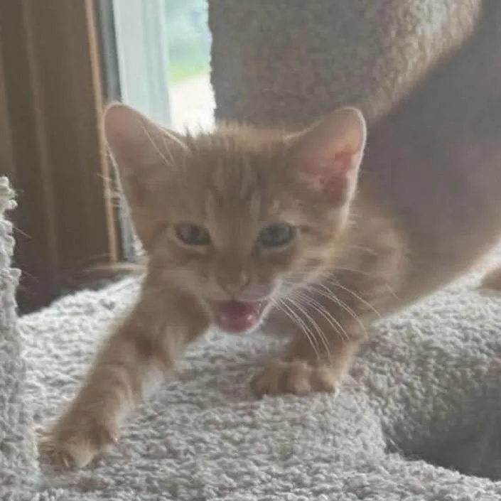 A baby small-sized male Orange / Red Domestic Short Hair cat named Brimly for adoption in Coralville, IA
