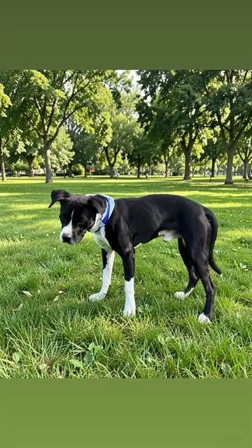 An adult large-sized male American Bulldog dog named Binky for adoption in Miami, FL