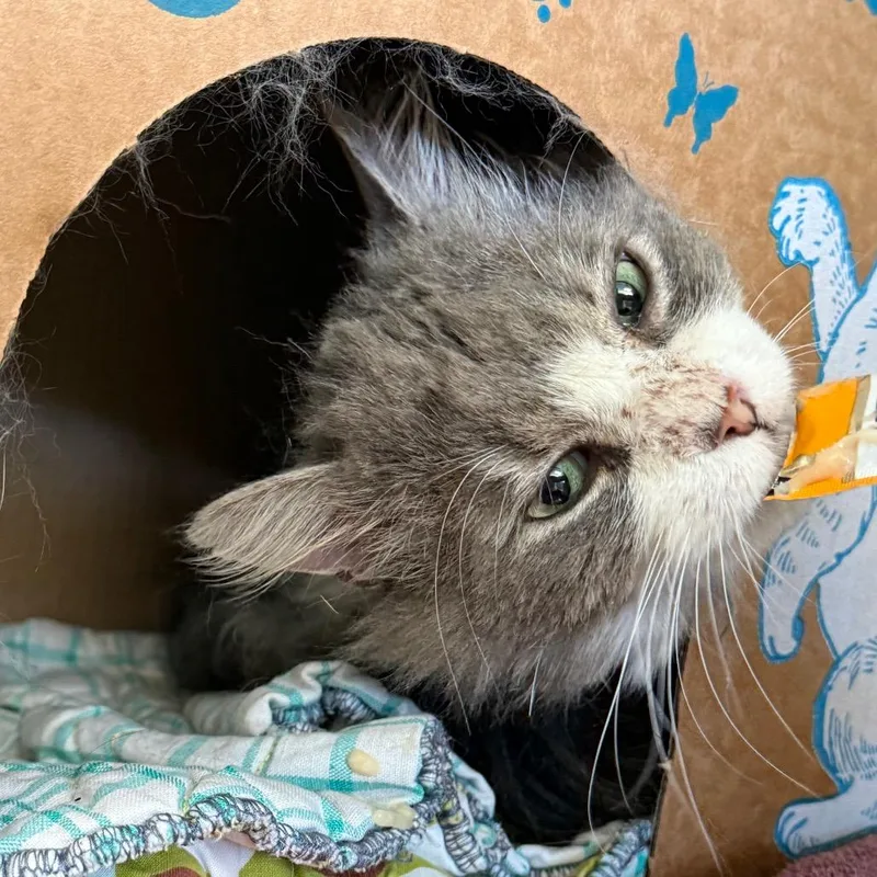 An adult large-sized male White Domestic Medium Hair cat named Watercolor for adoption in West Olive, MI