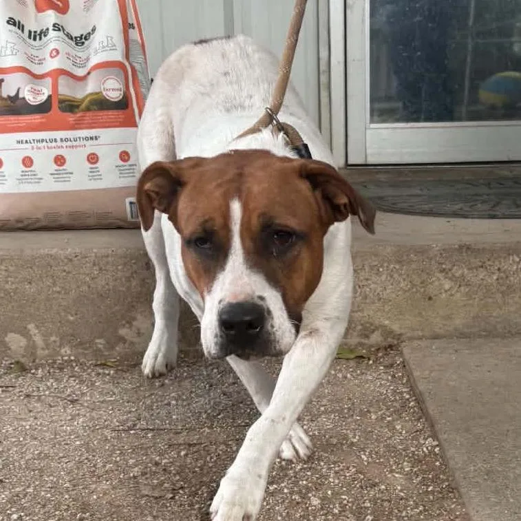 An adult large-sized female Pit Bull Terrier dog named Latte for adoption in Stephenville, TX