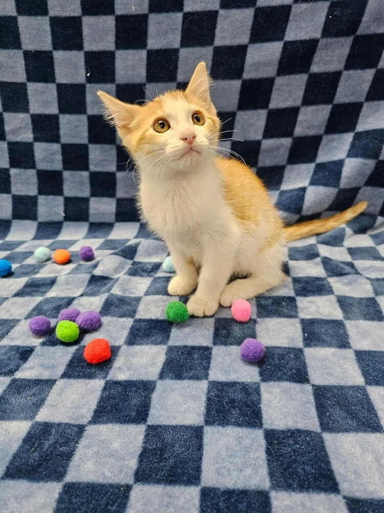 A baby small-sized male Domestic Short Hair cat named Swish for adoption in Raleigh, NC