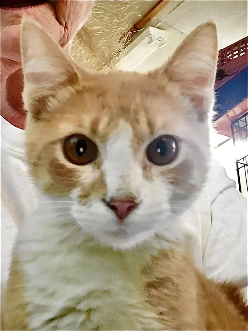 A young medium-sized male Orange & White Domestic Short Hair cat named Happy for adoption in Arlington, TX