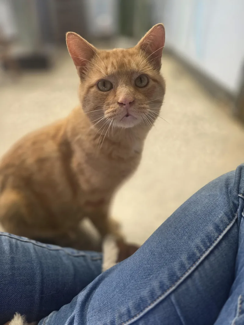 A young large-sized male American Shorthair cat named Spooks for adoption in merrillville, IN
