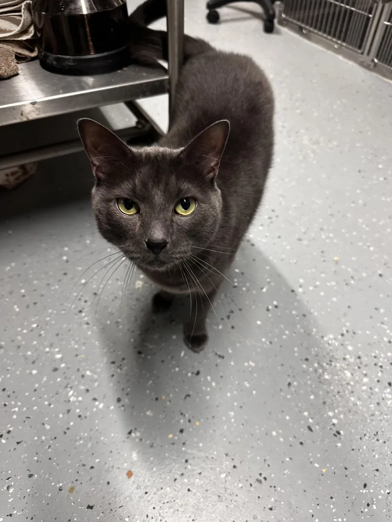 Chadwick thumbnail 2